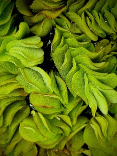 Leaves